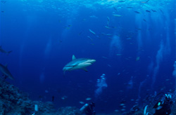 Requin gris (Carcharhinus amblyrhynchos) - Majestueux habitant des mers au large des côtes des Fidji