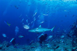 Gray Reef Shark: An Breathtaking Underwater Experience at Shark Reef (Carcharhinus amblyrhynchos)