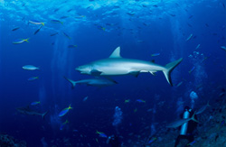 Grauer Riffhai (Carcharhinus amblyrhynchos) - majestätischer Anblick vor tropischem Korallenriff