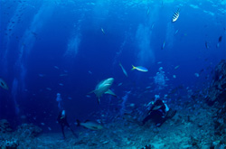 Encounter with an elegant gray reef shark (Carcharhinus amblyrhynchos) in crystal clear water