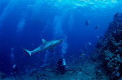 An impressive Gray Reef Shark (Carcharhinus amblyrhynchos) elegantly swims above the divers in Beqa Lagoon, Fiji