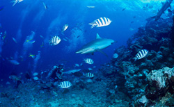 A Breathtaking Encounter: Diver Meets a Majestic Gray Reef Shark