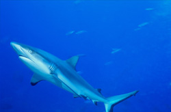 Majestic Gray Reef Shark (Carcharhinus amblyrhynchos) in its Natural Habitat