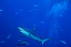 Élégant requin gris dans les profondeurs de la mer du Sud