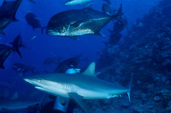Encounter with a gray reef shark and a bigeye trevally at Shark Reef in Beqa Lagoon, Fiji