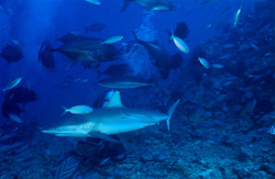 Fascinating Gray Reef Shark (Carcharhinus amblyrhynchos) Swimming Close to Divers