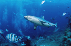 Graceful gray reef shark in front of the stunning backdrop of Shark Reef in Beqa Lagoon