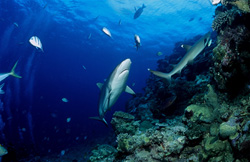 Prise impressionnante de requins gris de récif et de requins à pointes blanches dans un décor pittoresque