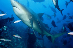 An impressive bull shark (Carcharhinus leucas) swimming diagonally upwards