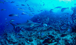 Encounter a Gray Reef Shark in the Depths of the Ocean