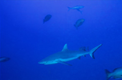Gray reef shark (Carcharhinus amblyrhynchos) at Shark Reef in Beqa Lagoon