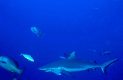 Begleitet von Rifffischen gleitet ein Grauer Riffhai (Carcharhinus amblyrhynchos) durch das Wasser vor dem Shark Reef