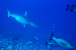 Fascinating gray reef shark (Carcharhinus amblyrhynchos) in its natural habitat