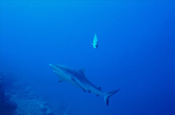 Gray reef shark (Carcharhinus amblyrhynchos)