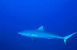 Encounter with the Gray Reef Shark (Carcharhinus amblyrhynchos) - A Breathtaking Underwater Experience