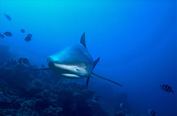 An impressive whitetip reef shark coming straight towards me