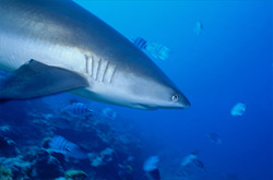 A Gray Reef Shark (Carcharhinus amblyrhynchos) up close observing me closely
