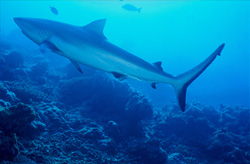 Grauer Riffhai (Carcharhinus amblyrhynchos) über Korallenriff gleitend