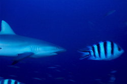 Encounter between the gray reef shark and the Indo-Pacific Sergeant in the deep blue ocean in front of Shark Reef