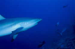 Encounter with an impressive gray reef shark off Shark Reef in Vitu Levu