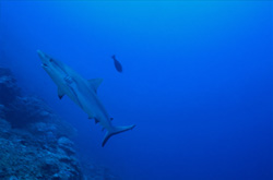A fascinating Gray Reef Shark in its natural habitat