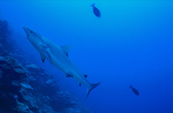 Majestic Gray Reef Shark Swimming Along Coral Reef