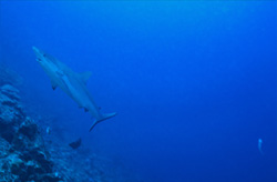Captivating gray reef shark observed in Beqa Lagoon