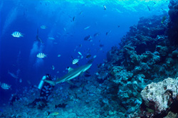 Des poissons de récif entourent un plongeur pendant qu'un majestueux requin à pointes noires passe