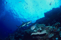 Ein majestätischer Schwarzspitzen-Riffhai (Carcharhinus melanopterus) erkundet die atemberaubende Riffkante