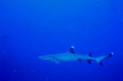 Unique Whitetip Reef Shark (Triaenodon obesus) in front of coral reef in the South Pacific