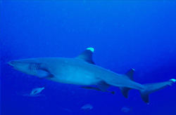 A fascinating Whitetip Reef Shark (Triaenodon obesus) in the clear waters of the South Pacific