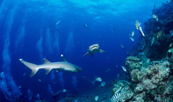 Two majestic whitetip reef sharks (Triaenodon obesus) on the reef slope of Beqa Lagoon