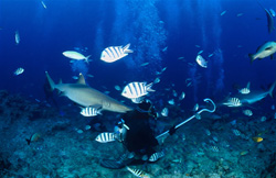 Exciting encounter: Whitetip reef shark and diver in Beqa Lagoon