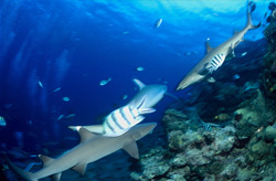 Exciting Underwater Adventure: Whitetip Reef Sharks in Action