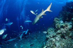 Rencontre passionnante entre un requin à pointes blanches et un plongeur dans la lagune de Beqa