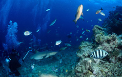 Divers have an exciting encounter with a Whitetip Reef Shark in the waters of Fiji