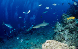 Whitetip Reef Shark Encircles Diver in Beqa Lagoon, Fiji
