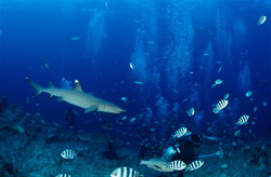 Majestic whitetip reef shark swimming towards the diver, surrounded by colorful reef fish