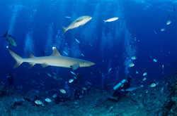 A fascinating whitetip reef shark (Triaenodon obesus) observing the diver underwater