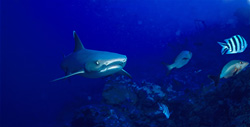 Fascinating Whitetip Reef Shark with Distinctive Appearance