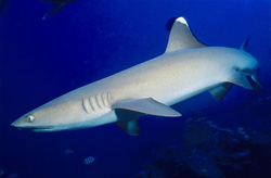 Impressive shots of the Whitetip Reef Shark in Beqa Lagoon, Fiji