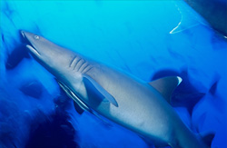 Majestic whitetip reef shark exploring the depths of the ocean