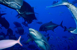 Fascinating Whitetip Reef Shark (Triaenodon obesus) in its natural habitat