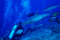 Diver observes fascinating whitetip reef shark in Beqa Lagoon, Fiji
