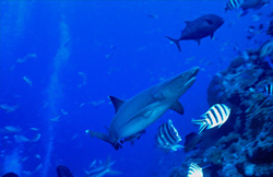 Majestic Whitetip Reef Shark (Triaenodon obesus) Explores the Coral Reef