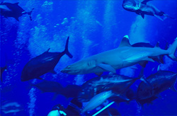 A breathtaking sight: Whitetip reef shark and Giant Trevallys in their natural habitat