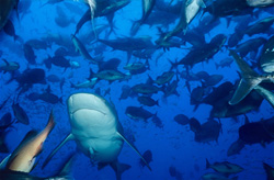 Fascinating bull shark surrounded by a variety of fish in Beqa Lagoon, Fiji
