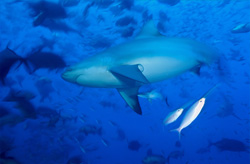 Bull shark school surrounded by fish in Beqa Lagoon, Fiji