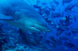 Bull shark (Carcharhinus leucas) hunting for prey in deeper waters