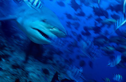 Ein beeindruckender Bullenhai (Carcharhinus leucas) im klaren Wasser der Beqa Lagune